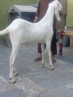 rajanpuri