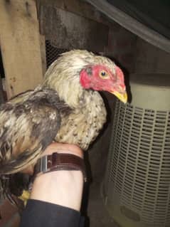 Aseel Birds Available