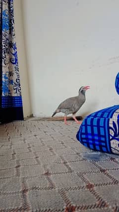 maskati chakor for sale