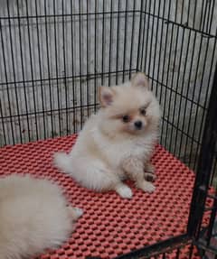 Pomeranian