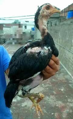 Aseel chicks Thai crass