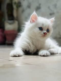 triple coated Persian cat