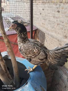 cruck murgi for sale