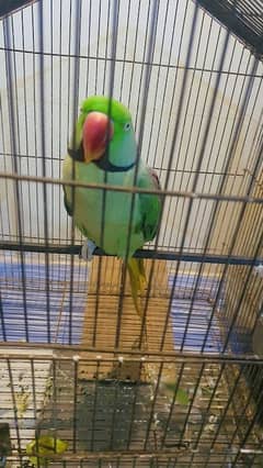 very frankly parrot
