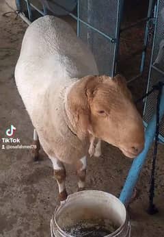 DUMBA For sale qurbani 4 daant