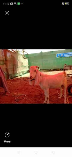 2 dant bakra