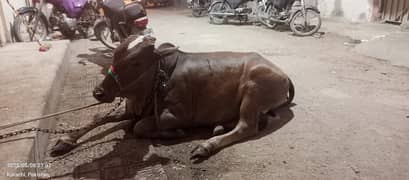 sahiwal