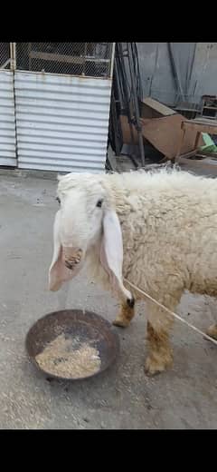 beautiful kajla available