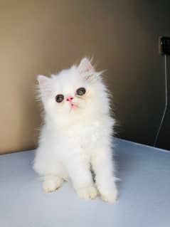 Peki/Piki/paki