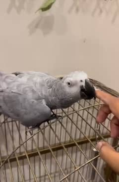 grey parrot female