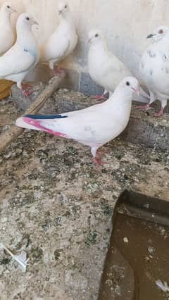 Patti Wala kabotar