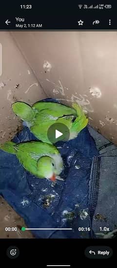 Ringneck