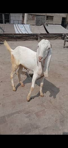 rajanpuri