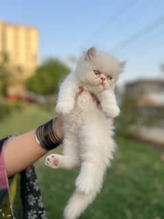 Peke face kittens