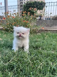 Peke