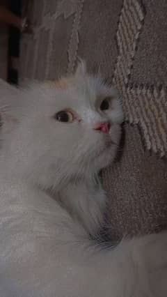 Persian female cat