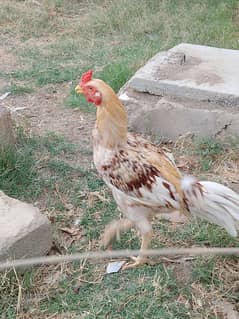 Aseel pair for urgent sale