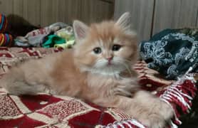 Persian kitten