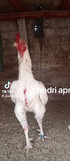 heera aseel 03351475747