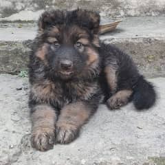 Gsd Female Puppy