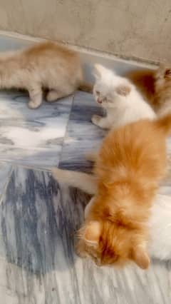 4 Kitten pure Persian breed Cat white & Brown triple coated