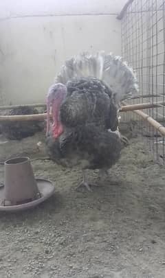 blue turkey chicks