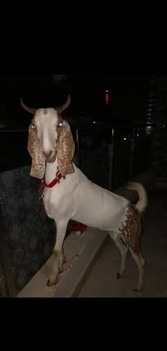 pure khasi bakra 2 dant