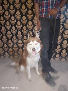 Siberian husky