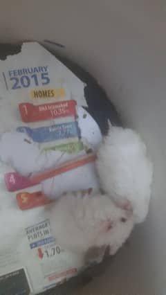 032/822/737/07  funny pair babies/adult available healthy hand trand