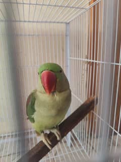 raw parrot
