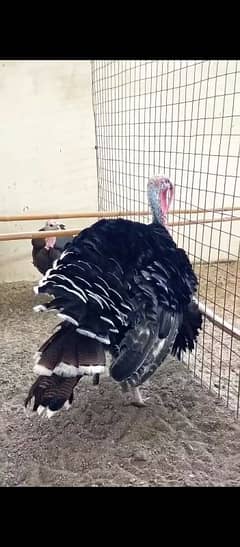turkey chicks