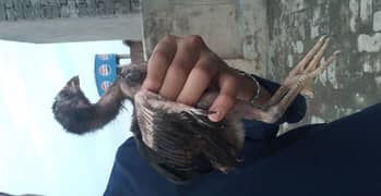 aseel chick's