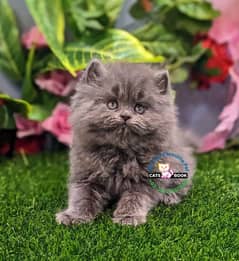 Persian Kittens |Smoky Grey| Triple Coated |Punch face|fluffy|cat