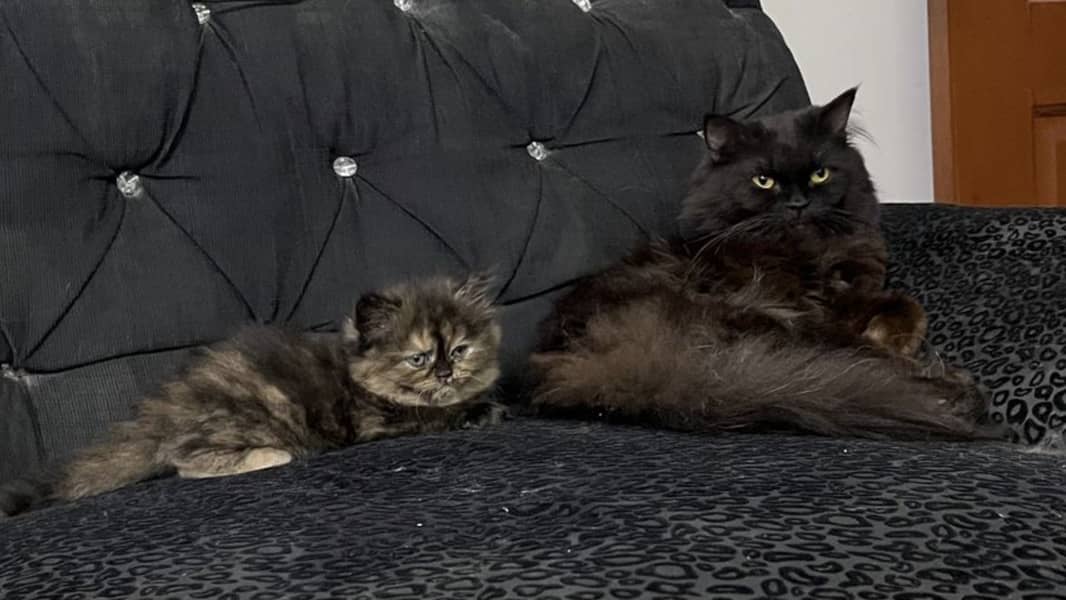 Persian Kittens | Triple Coated | Golden Eyes | Punch Face 1