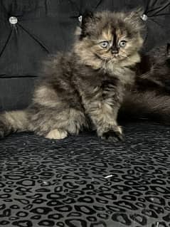 Persian Kittens | Triple Coated | Golden Eyes | Punch Face