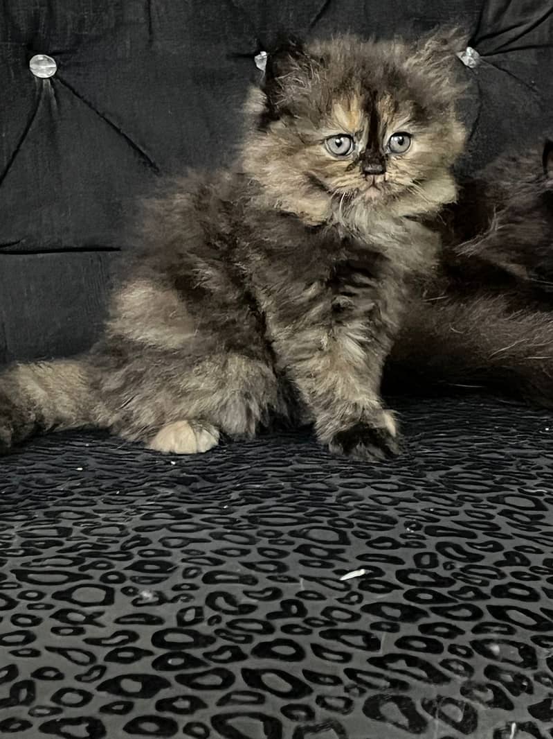 Persian Kittens | Triple Coated | Golden Eyes | Punch Face 0