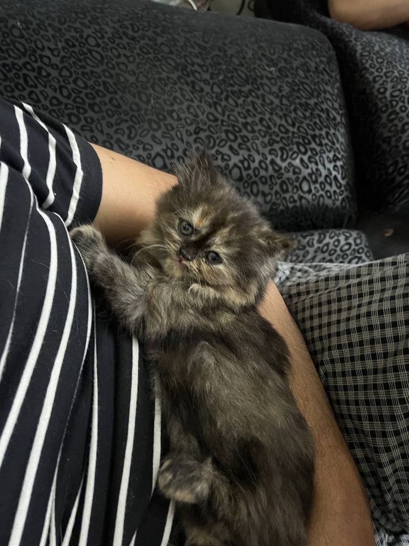 Persian Kittens | Triple Coated | Golden Eyes | Punch Face 2