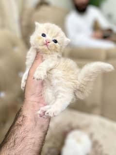 punch face kittens avl for sale