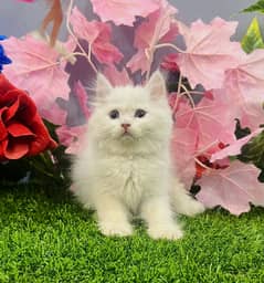 Persian Kittens | white Triple Coated | Punch face | fluffy |cat