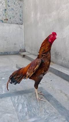 High quality peela for sale