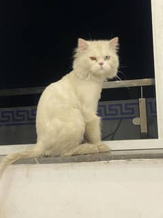 Persian Male