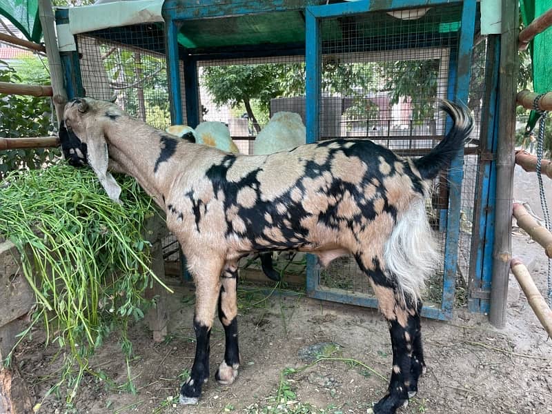chatra/sheep/bakra/kajla 5