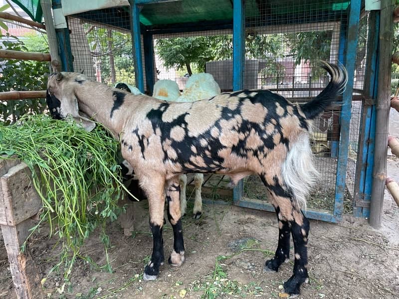chatra/sheep/bakra/kajla 6