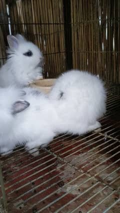 Hotot dwarf bunny cross breed