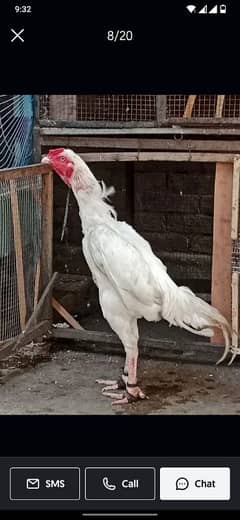 pure paper White Heera aseel murga