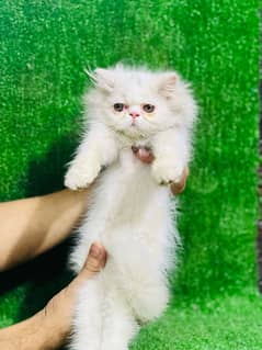 extreme punch white kitten/black female persian kitten triple coated