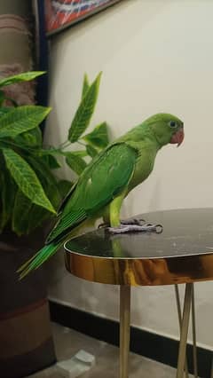 Ringneck