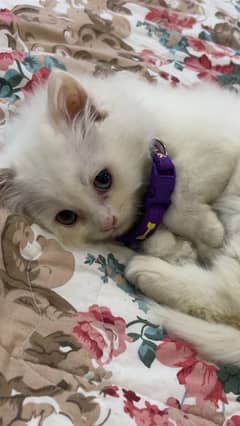 1 month age female kitten fully vaccinated