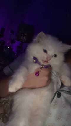 1 month age female kitten fully vaccinated