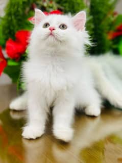persian cats and kittens available for sale wtsapp (0307/710/92/69)